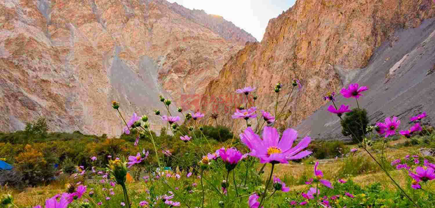 Markha valley hikking