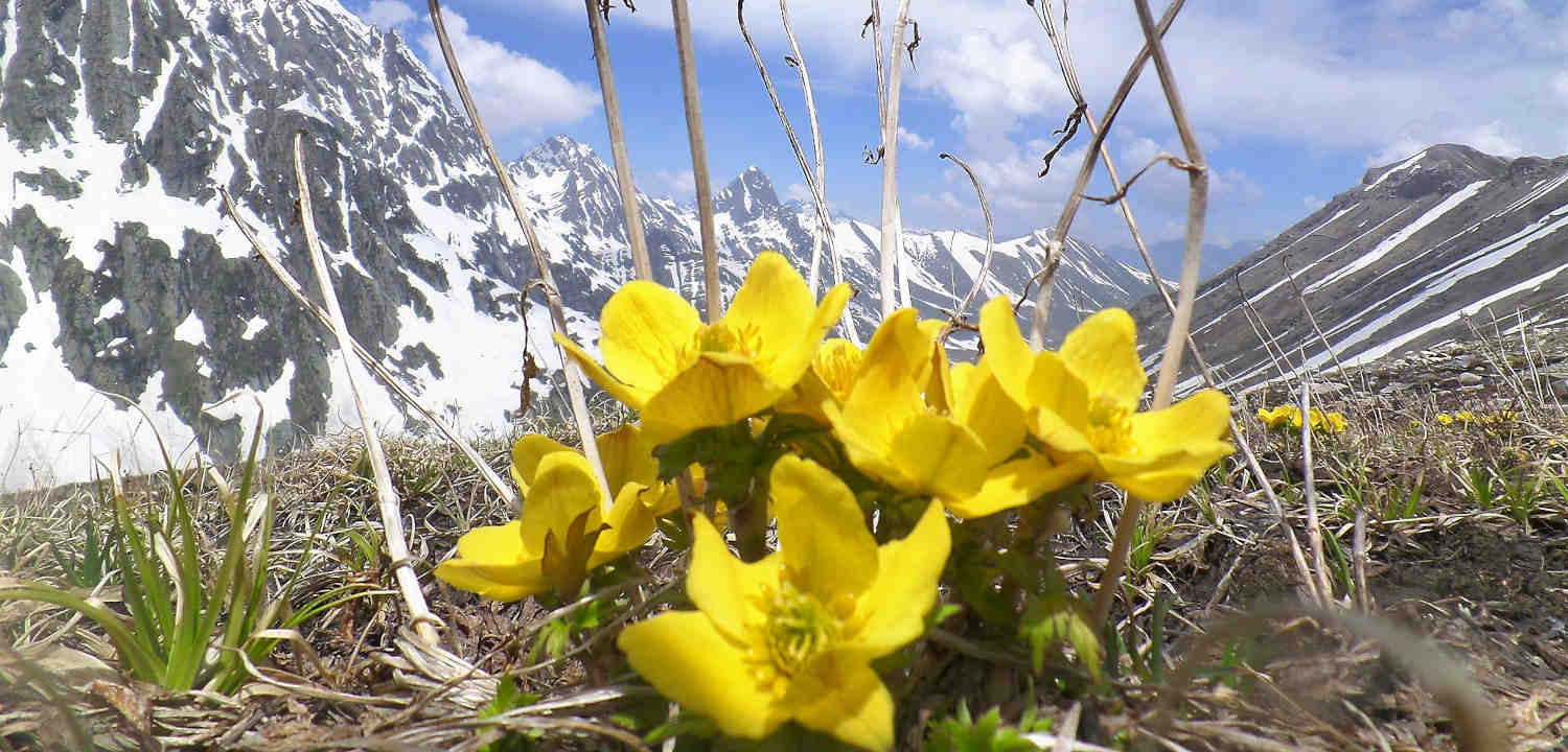 Wild Flowers