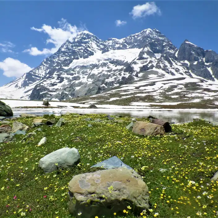 Alpine-Flowers-Gangabal