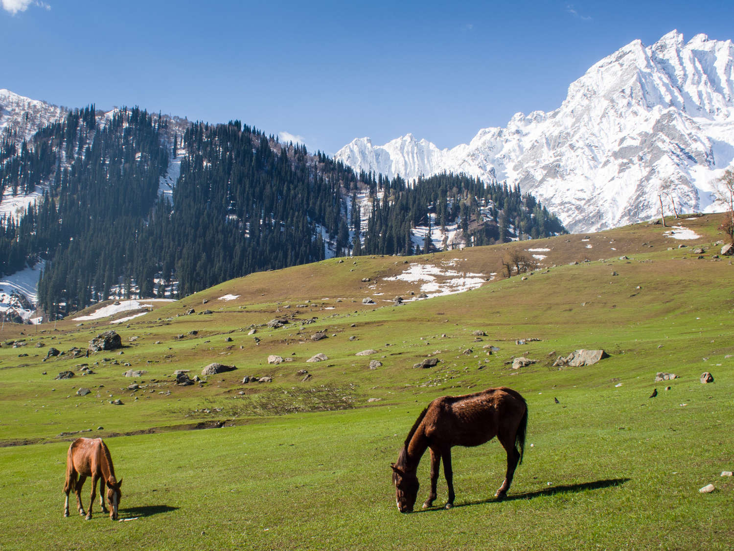sonamarg-meadow